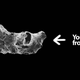Illustration for article titled You Come From This Thing: The Oldest Animal Ever Discovered